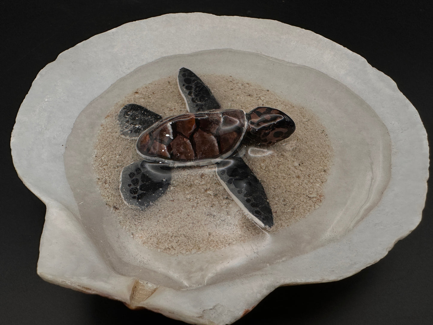 Sea turtle in a Shell