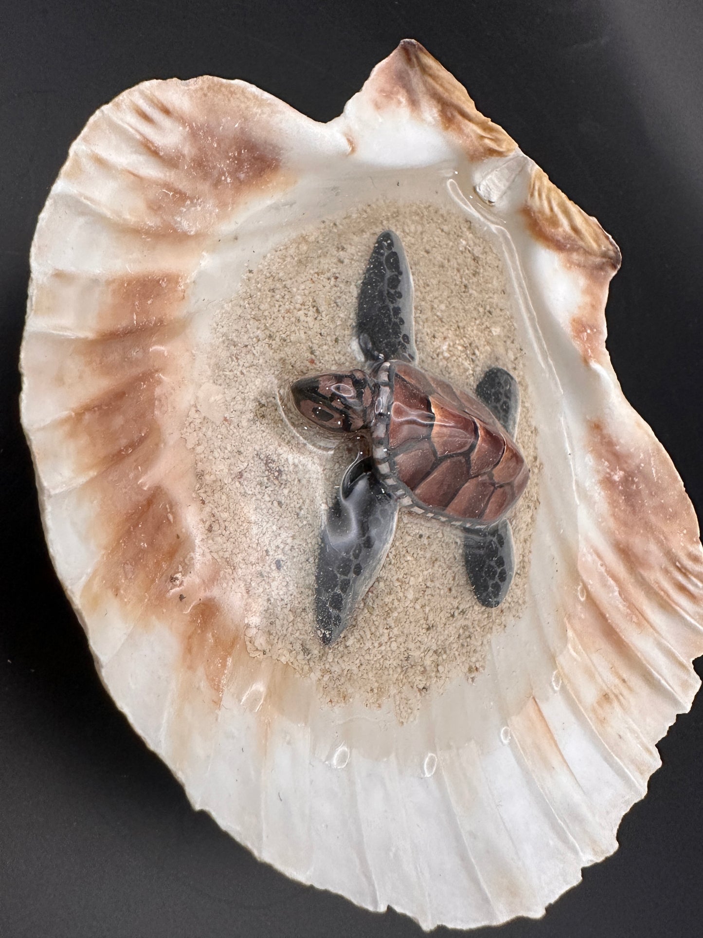 Sea turtle in a Shell