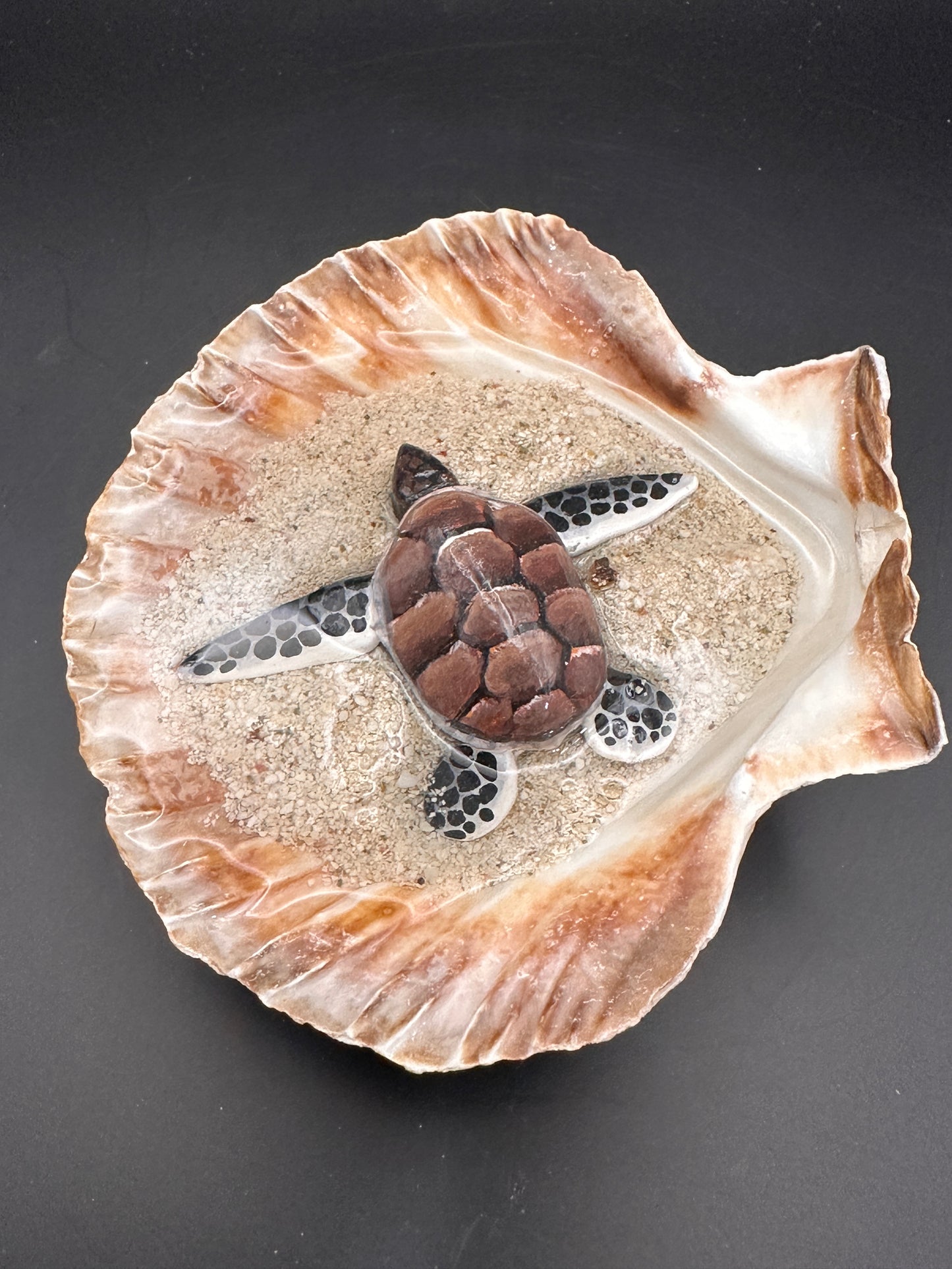 Sea turtle in a Shell