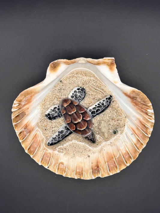 Sea turtle in a Shell