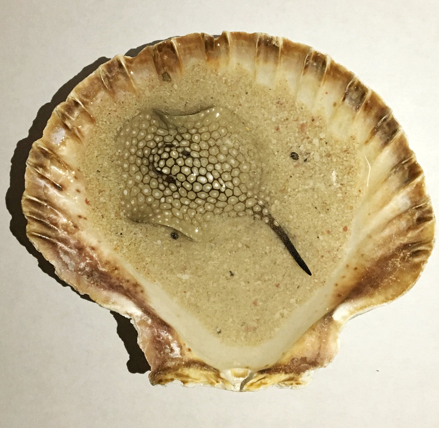 Single Spotted Stingray in a Scalloped Shell