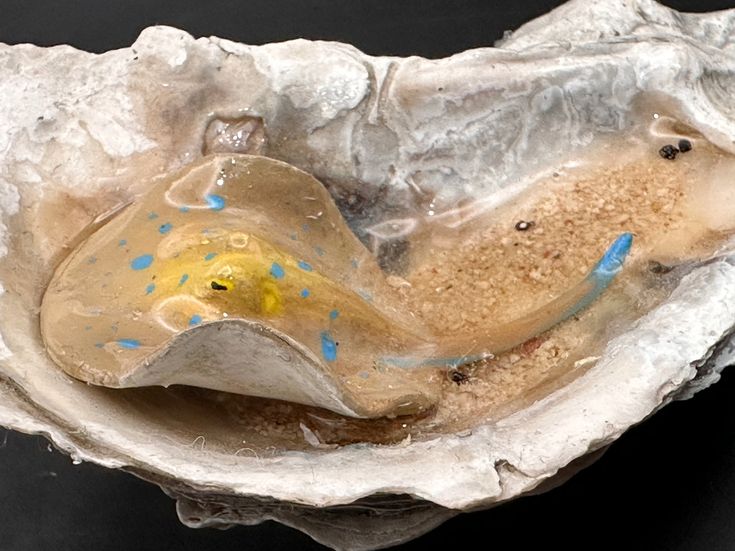 Blue-Spotted Stingray