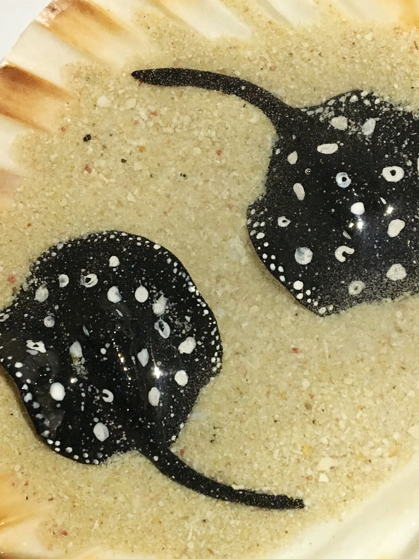 Black Diamond Stingray in a Scalloped Shell