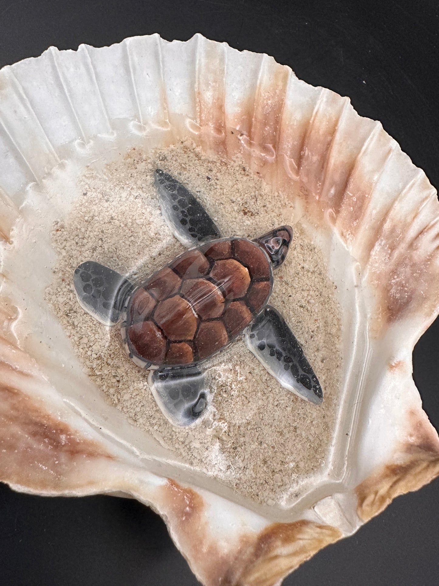 Sea turtle in a Shell