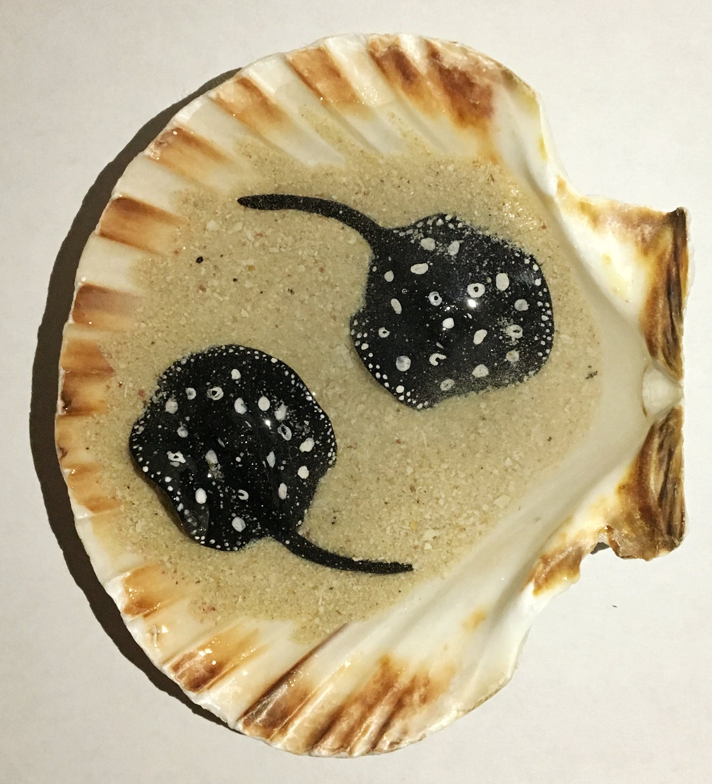 Black Diamond Stingray in a Scalloped Shell