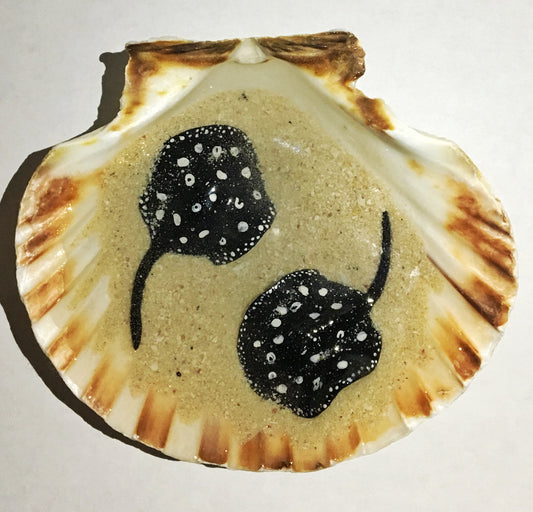 Black Diamond Stingray in a Scalloped Shell