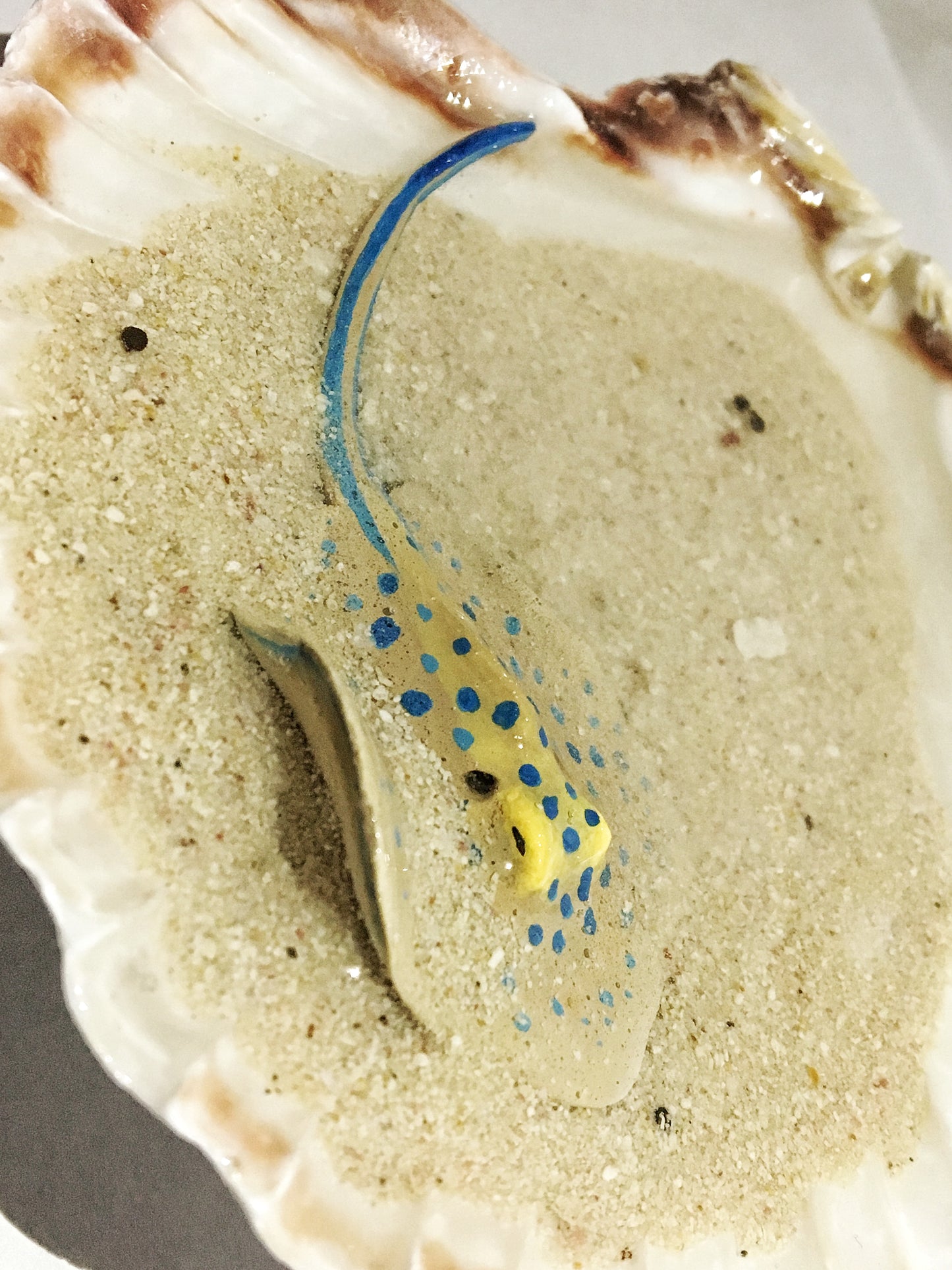 Single Blue-Spotted Ribbontail Stingray in a Scallop Shell