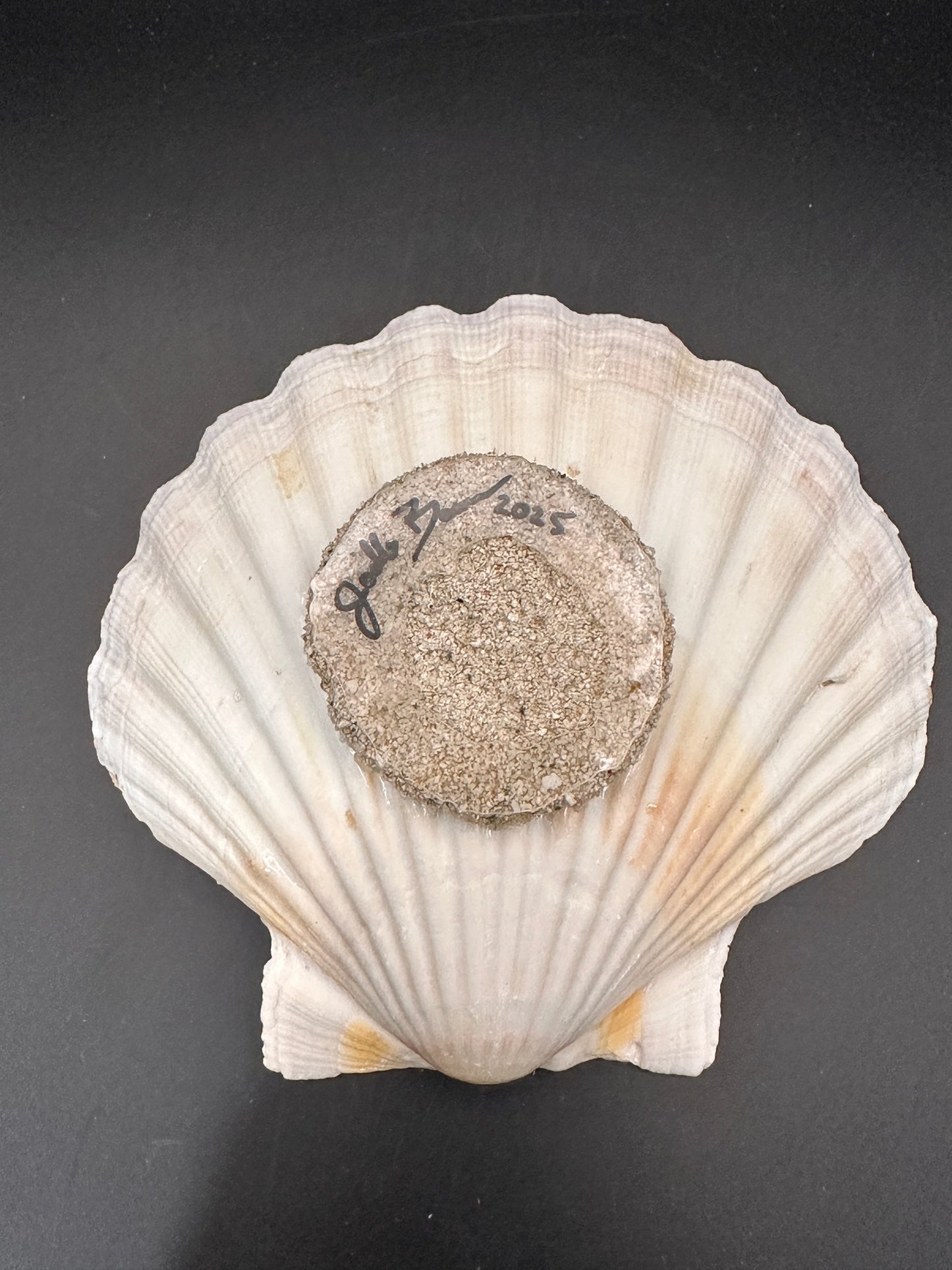 Sea turtle in a Shell