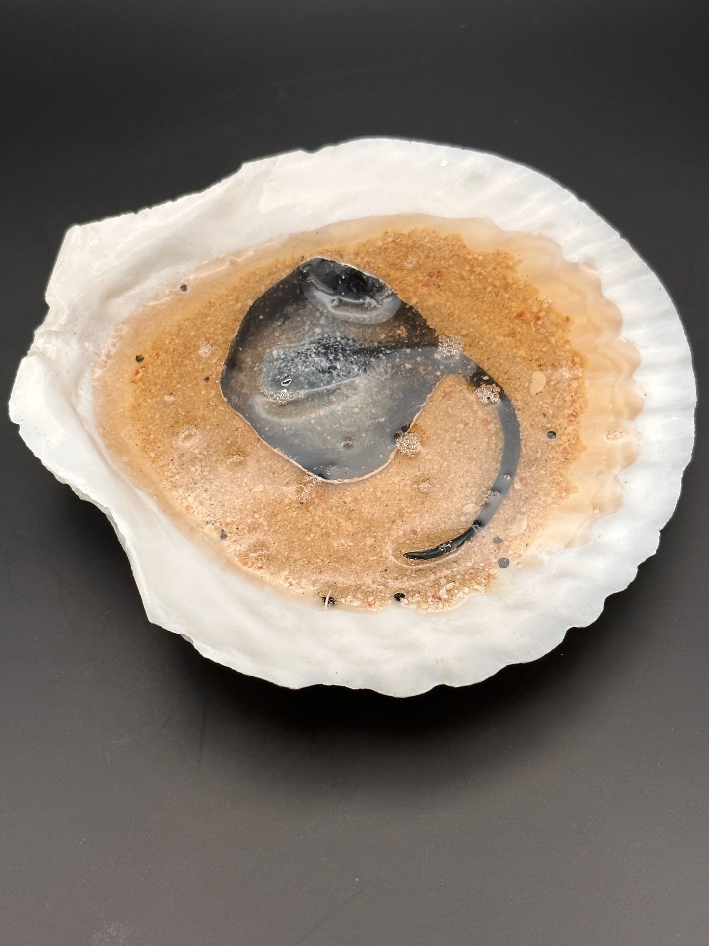 Stingray in a Scalloped shell
