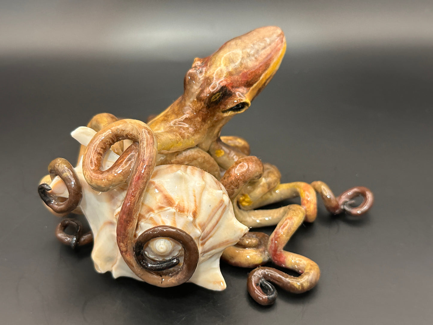 Octopus and the Shell