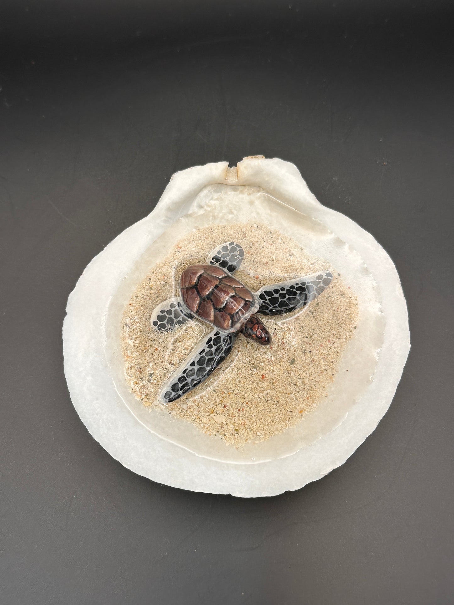 Sea turtle in a Seashell