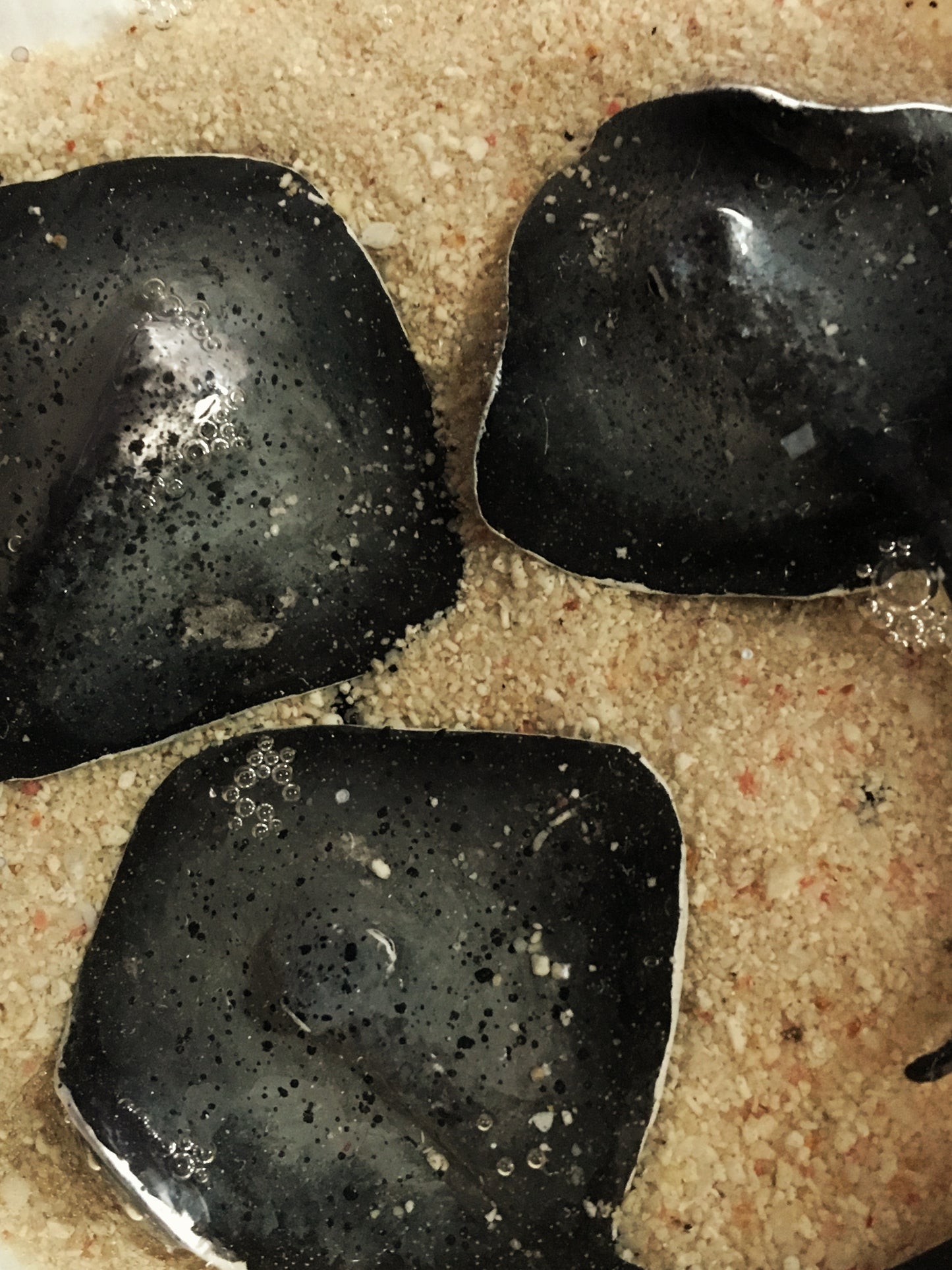 Family of stingrays