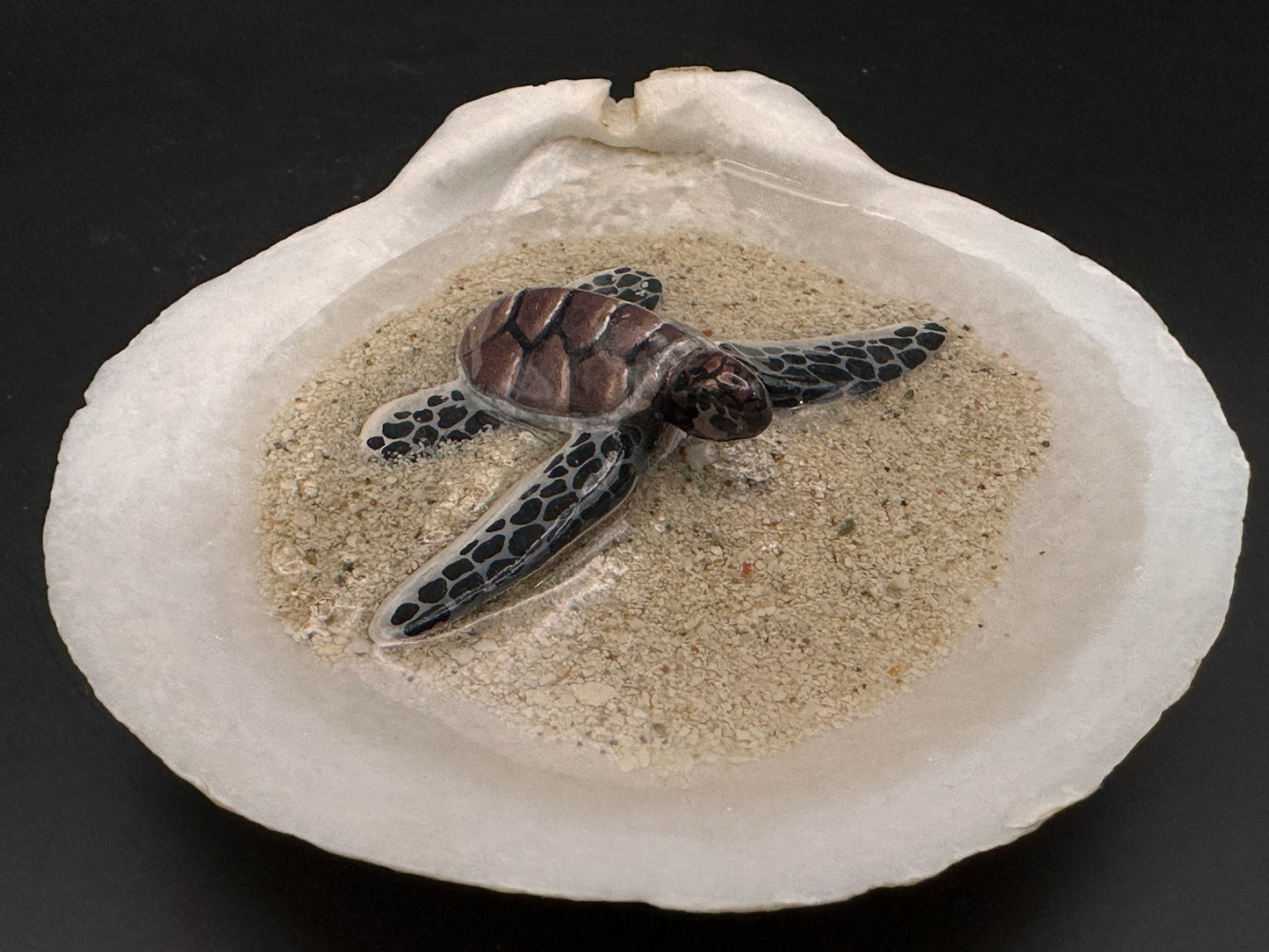 Sea turtle in a Seashell