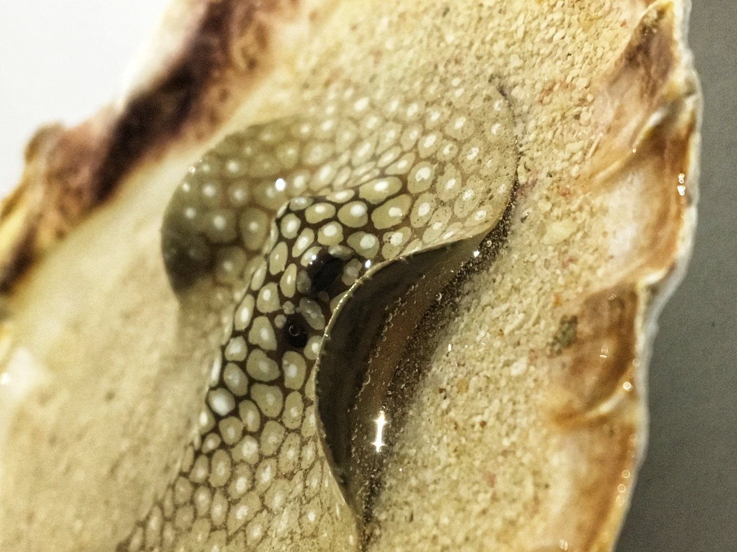 Single Spotted Stingray in a Scalloped Shell