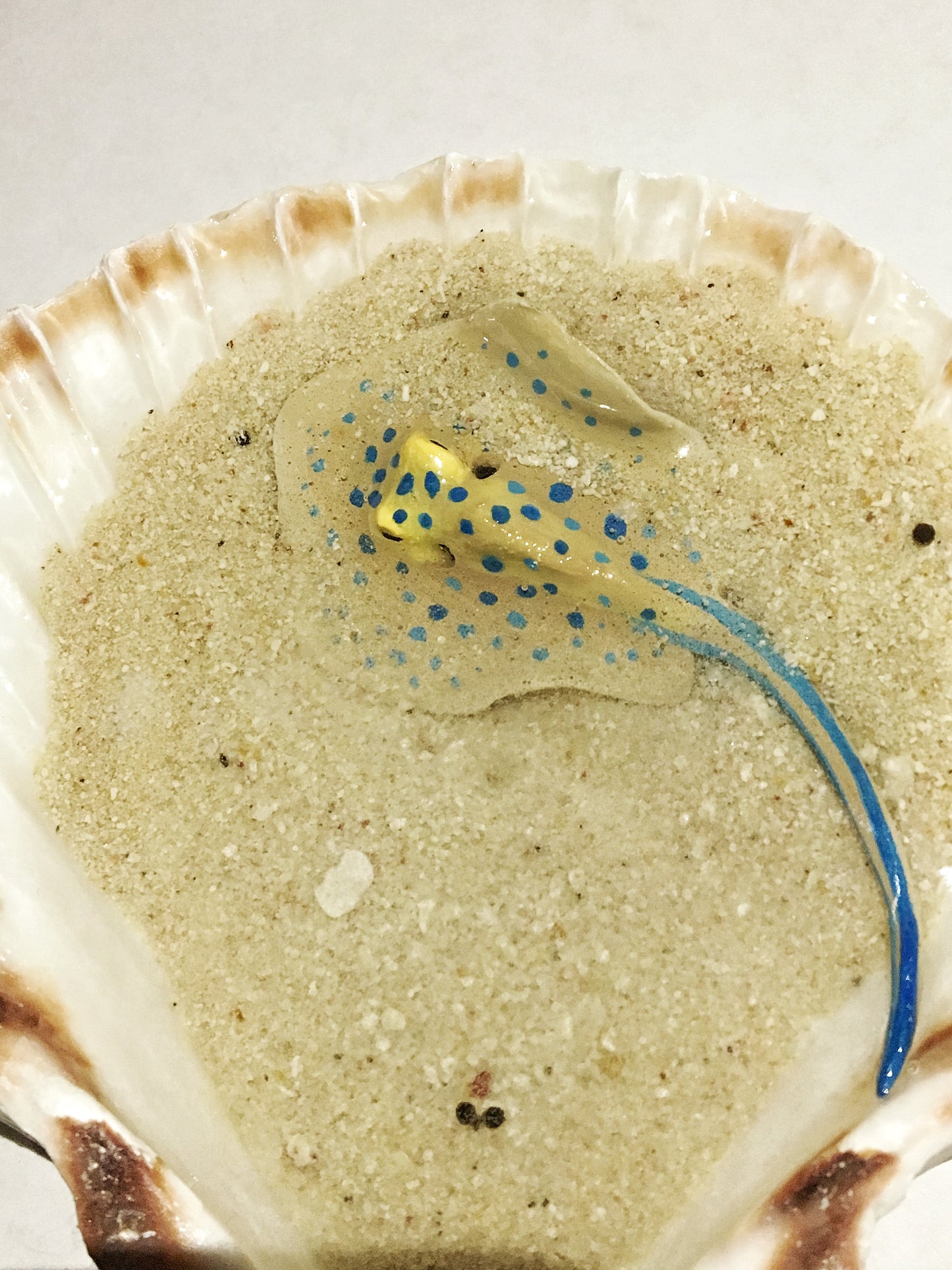 Single Blue-Spotted Ribbontail Stingray in a Scallop Shell