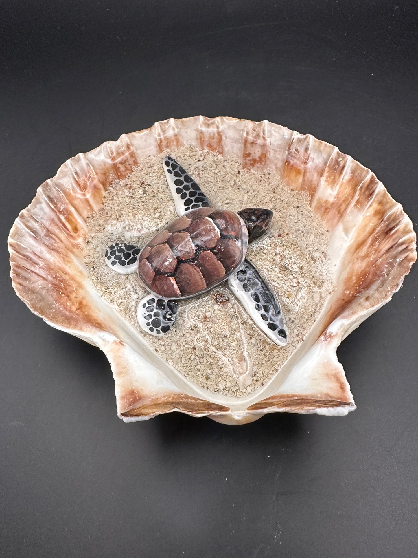 Sea turtle in a Shell