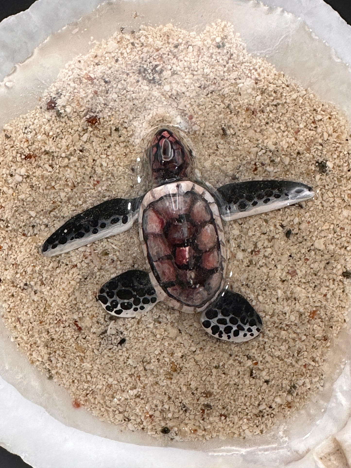 Sea turtle in a Shell