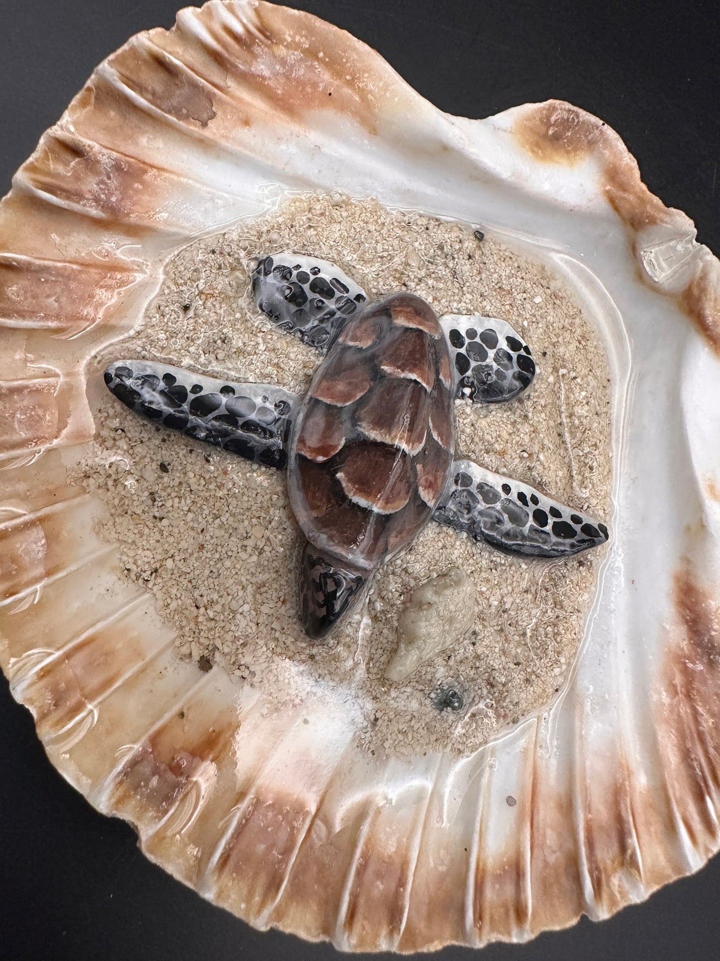 Sea turtle in a Shell