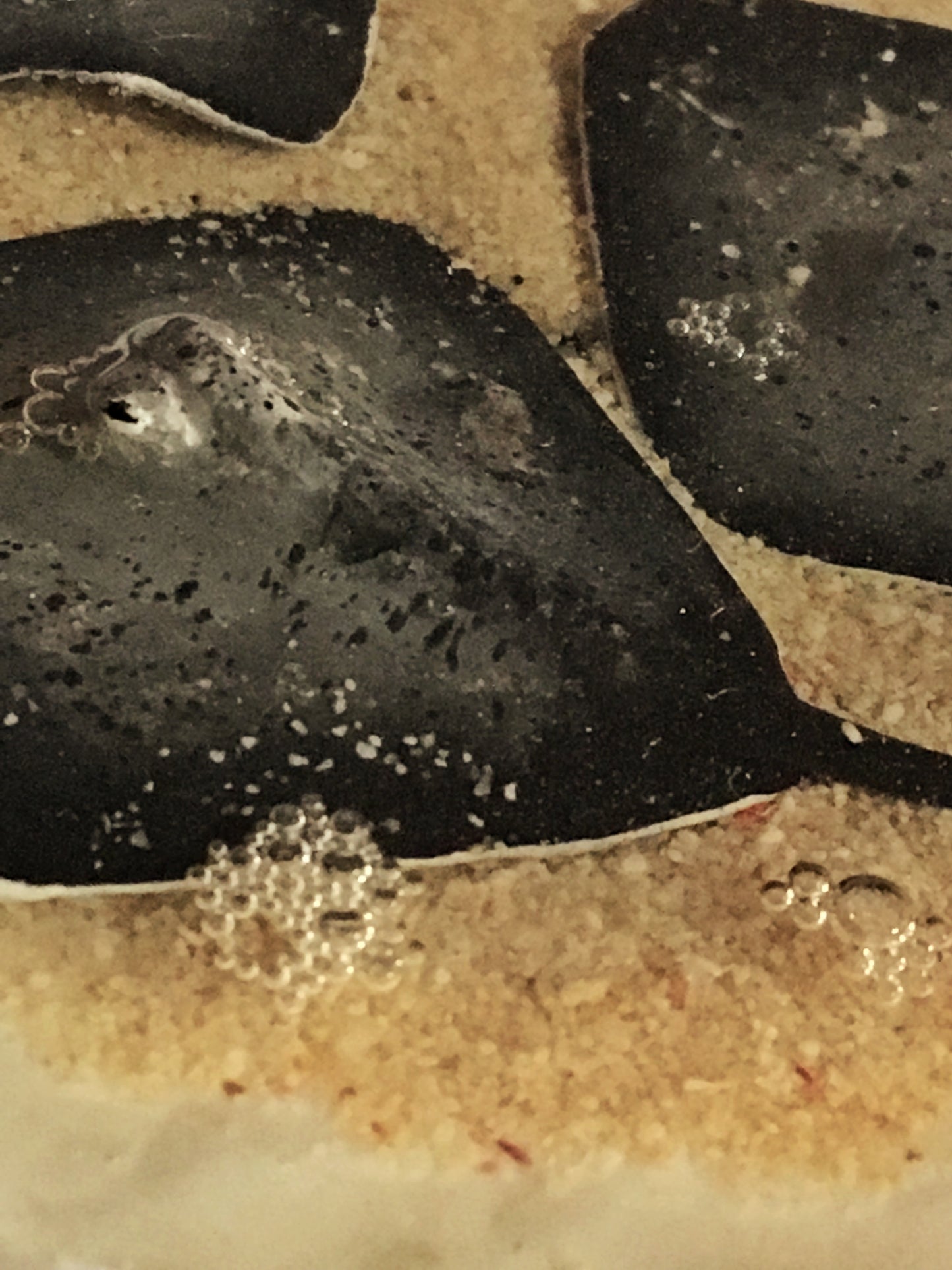 Family of stingrays