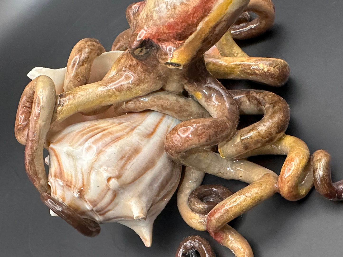 Octopus and the Shell