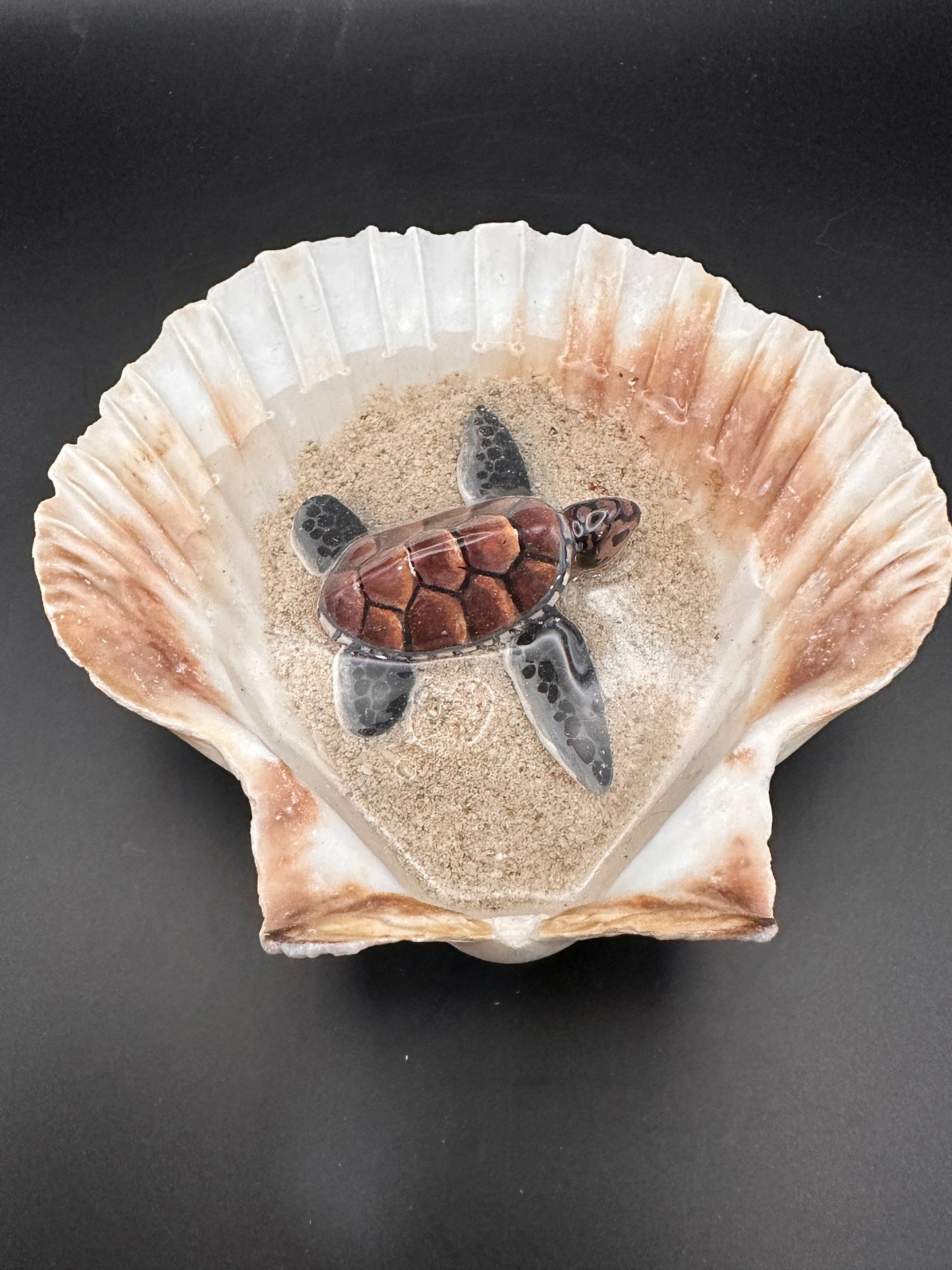 Sea turtle in a Shell