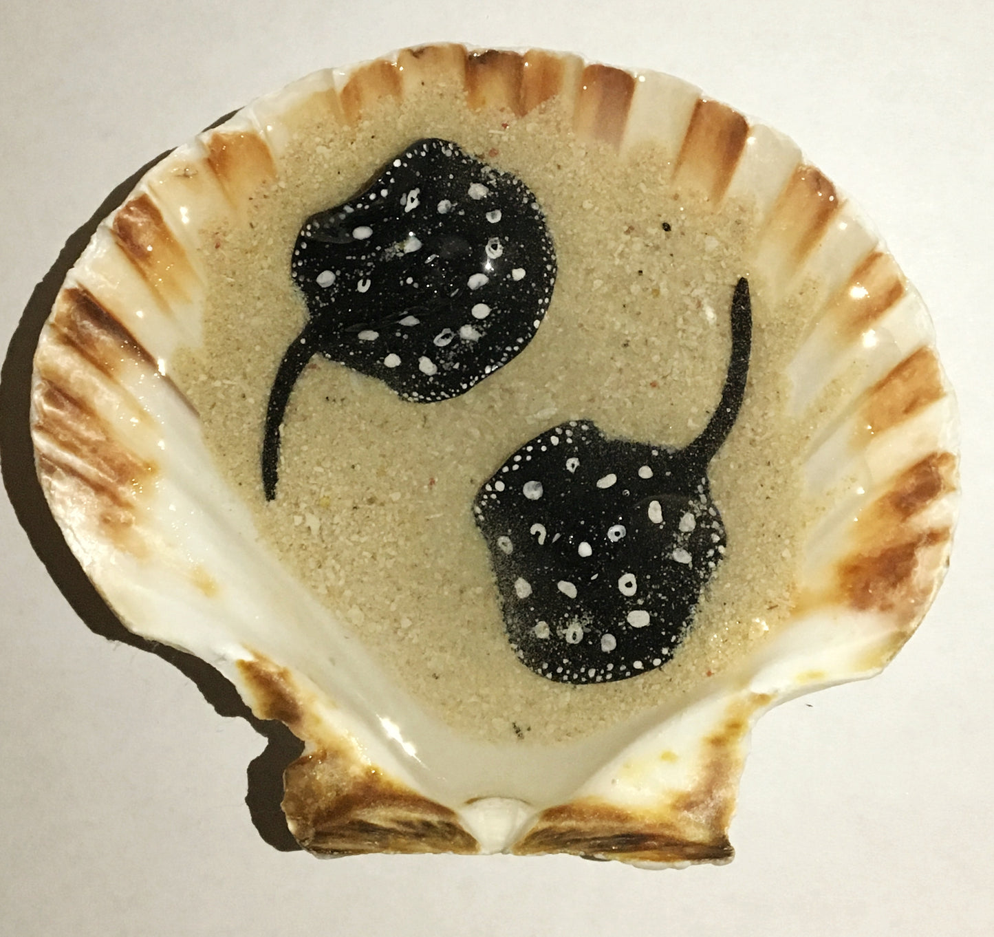 Black Diamond Stingray in a Scalloped Shell