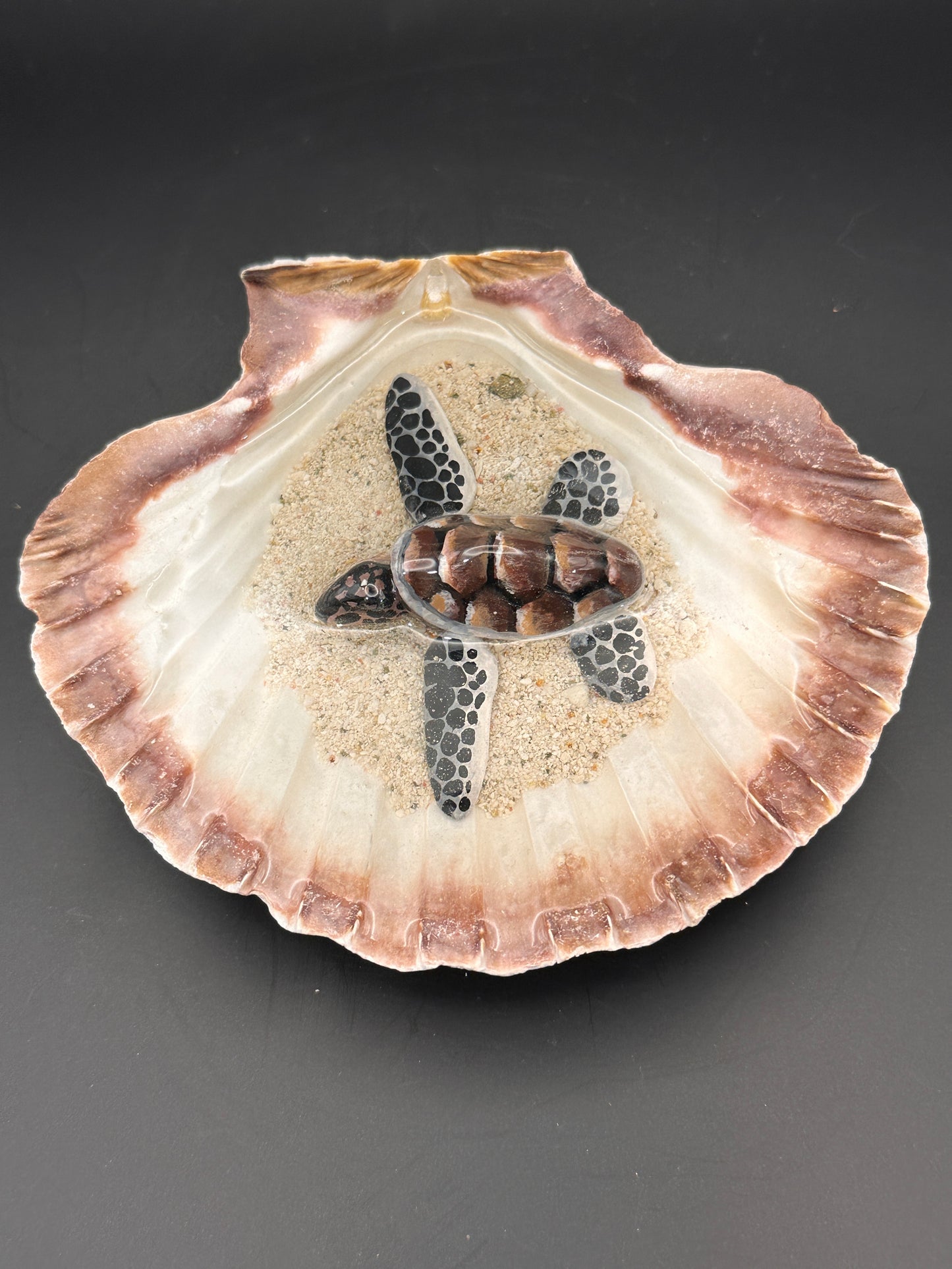 Sea turtle in a Shell