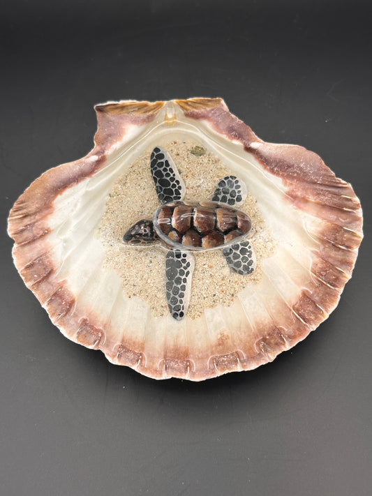Sea turtle in a Shell