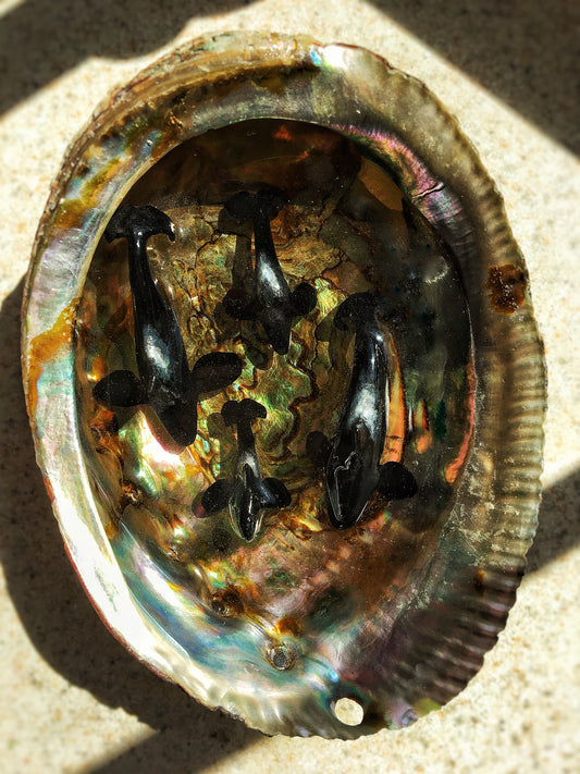 Orcas in an Abalone shell