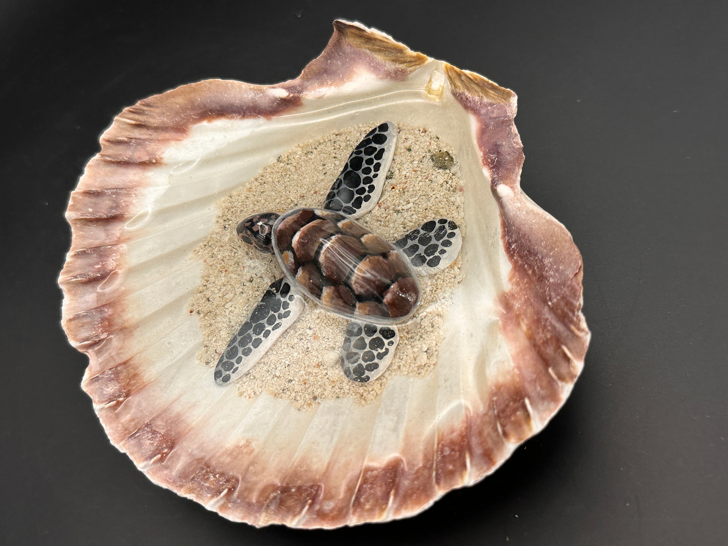 Sea turtle in a Shell