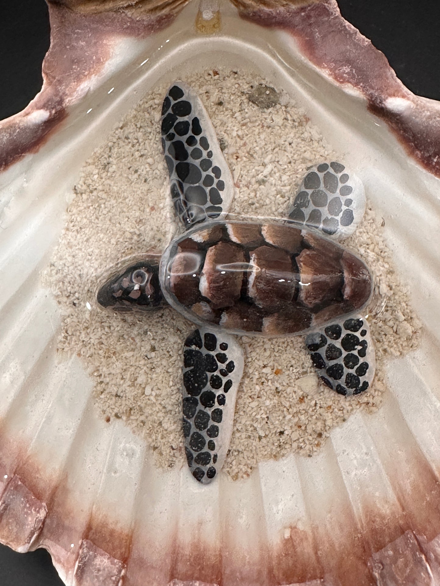 Sea turtle in a Shell