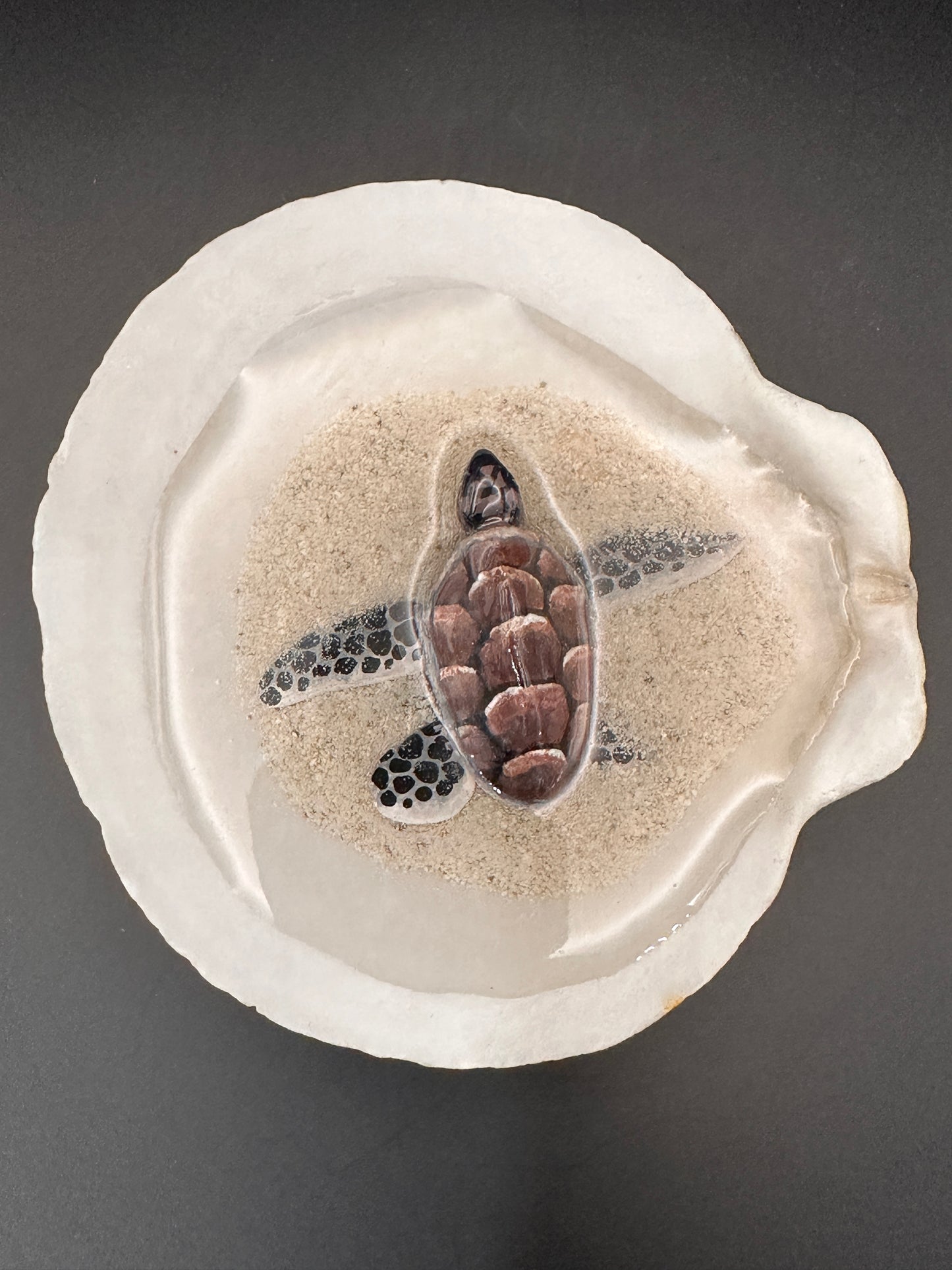 Sea turtle in a Shell