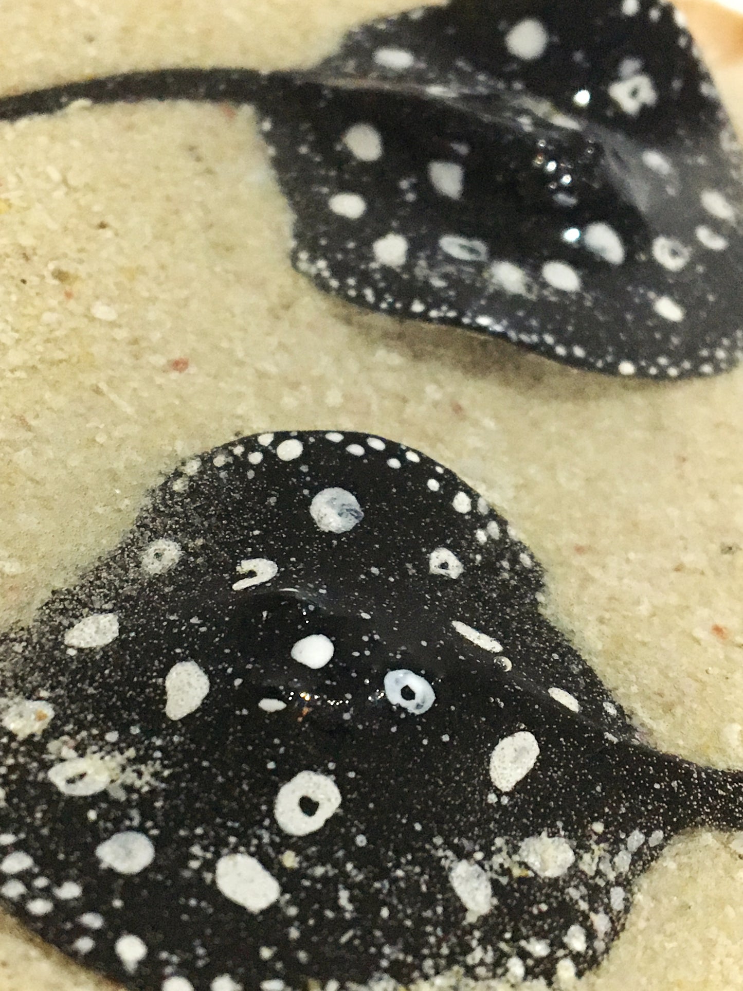 Black Diamond Stingray in a Scalloped Shell