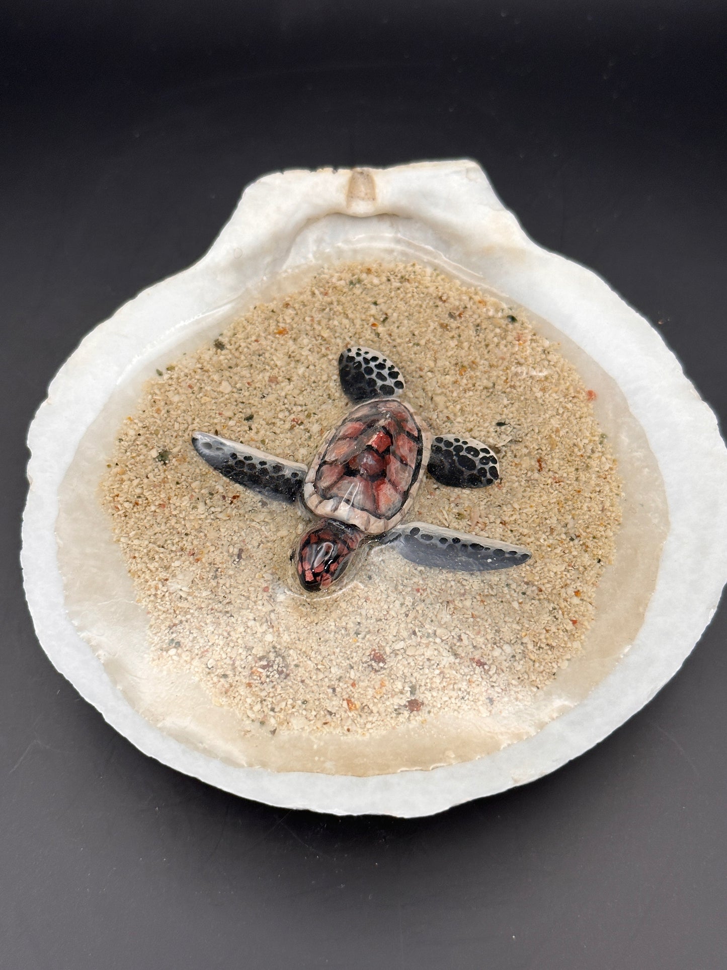 Sea turtle in a Shell