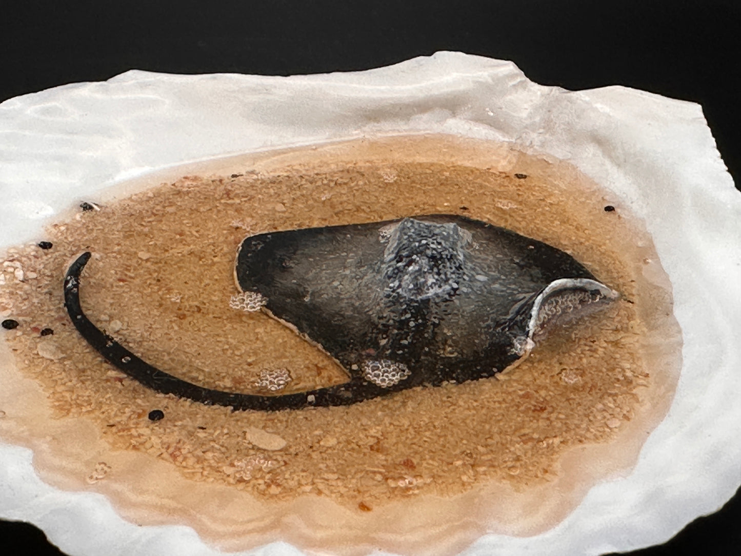 Stingray in a Scalloped shell