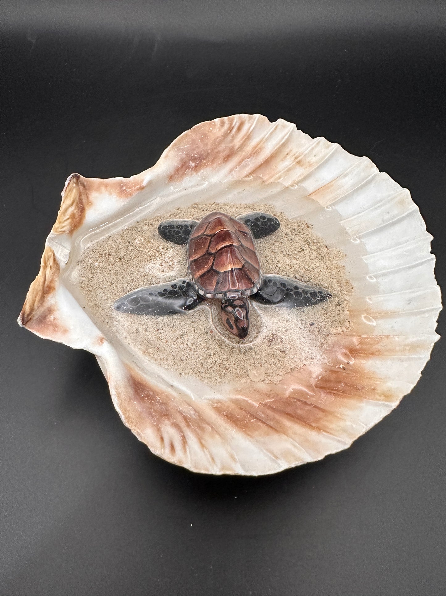 Sea turtle in a Shell