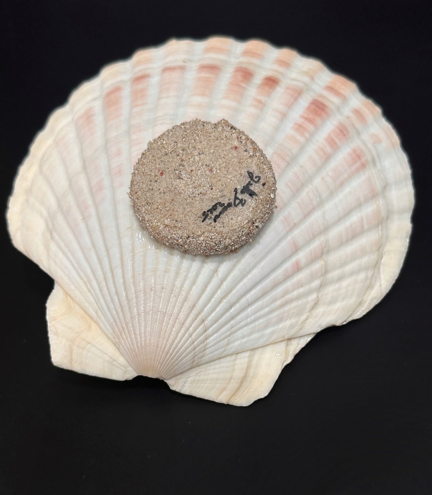 Octopus in a Scalloped Shell