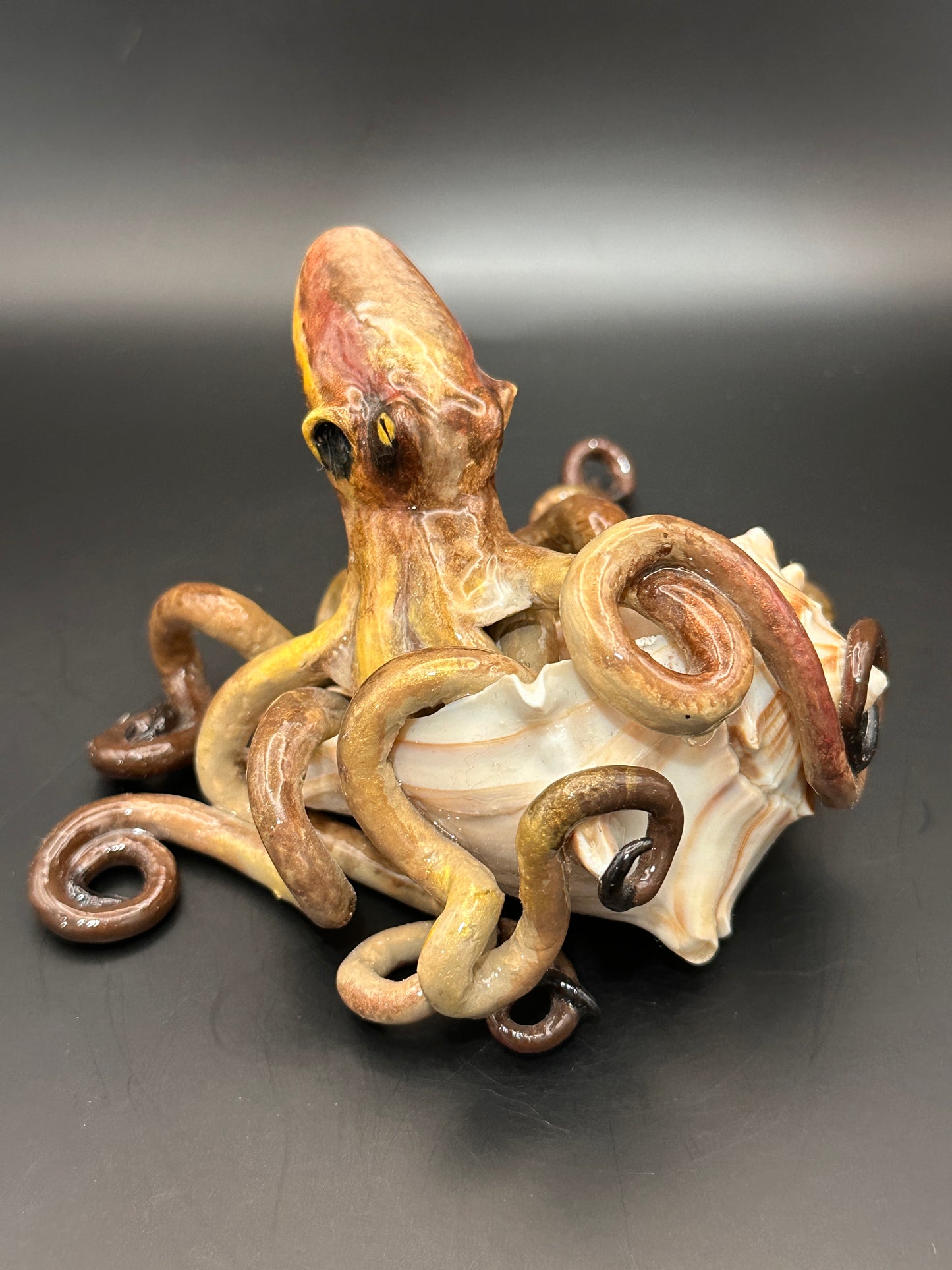 Octopus and the Shell