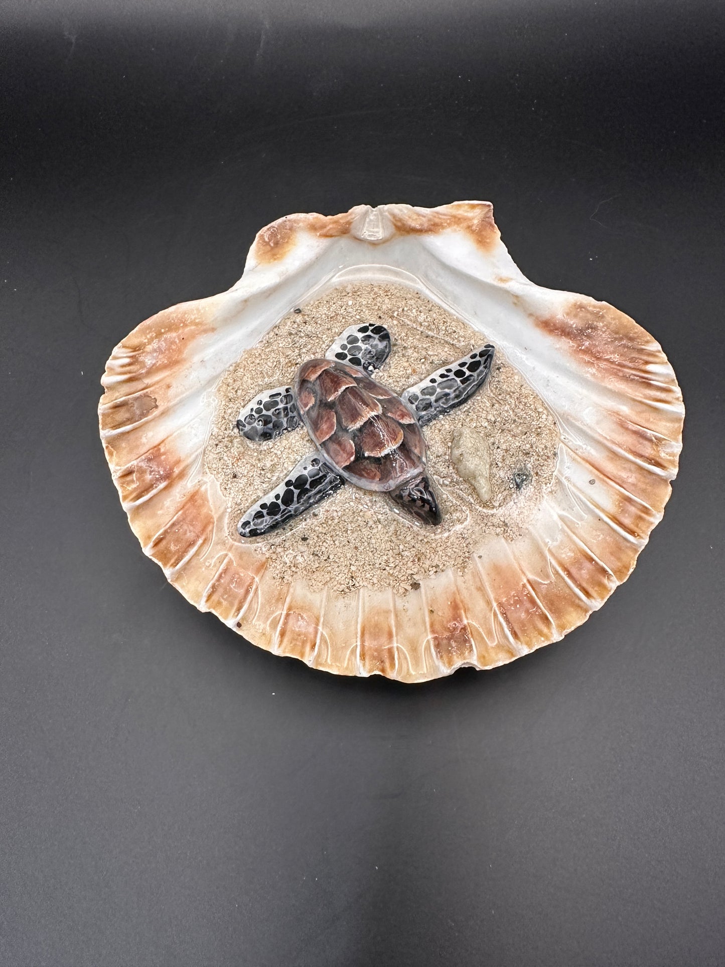 Sea turtle in a Shell