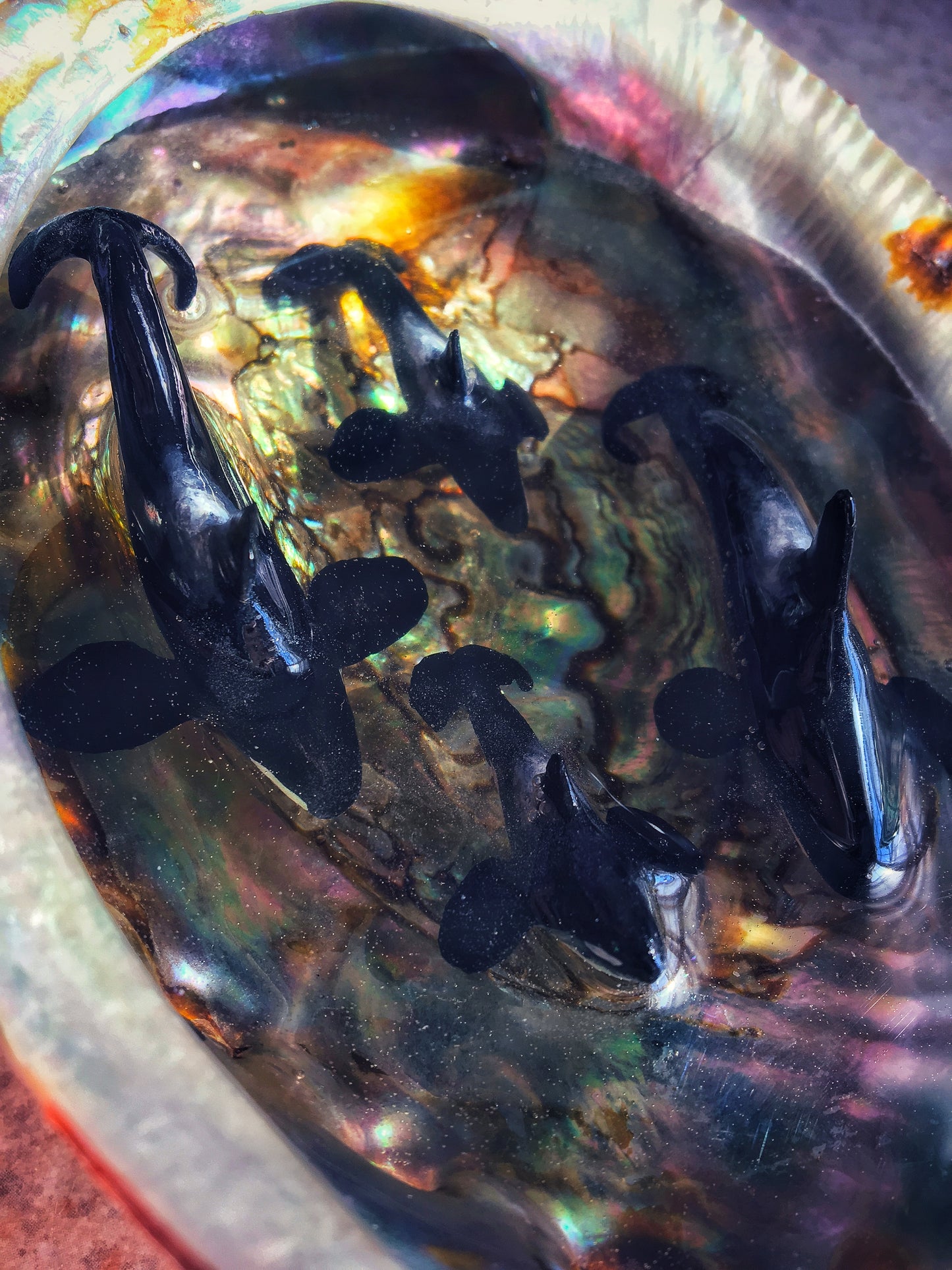 Orcas in an Abalone shell