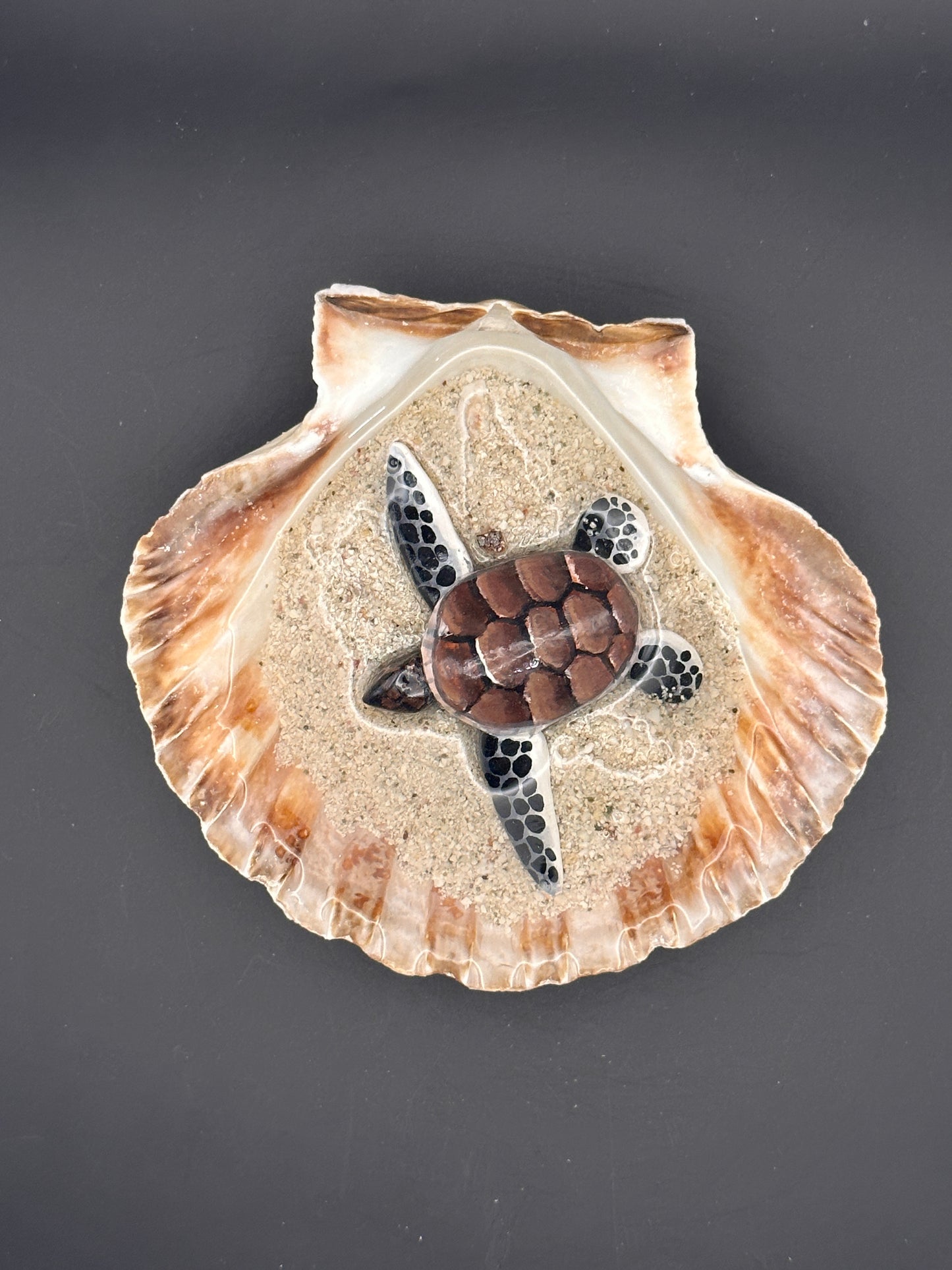 Sea turtle in a Shell