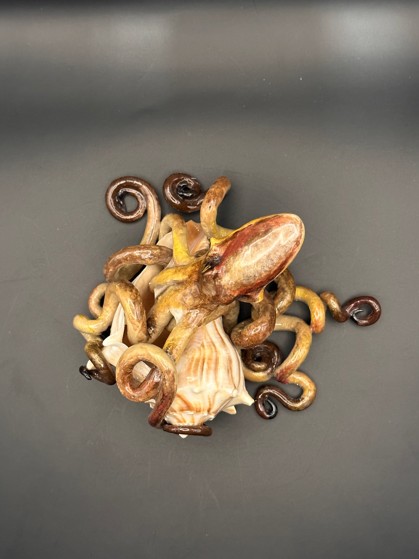 Octopus and the Shell