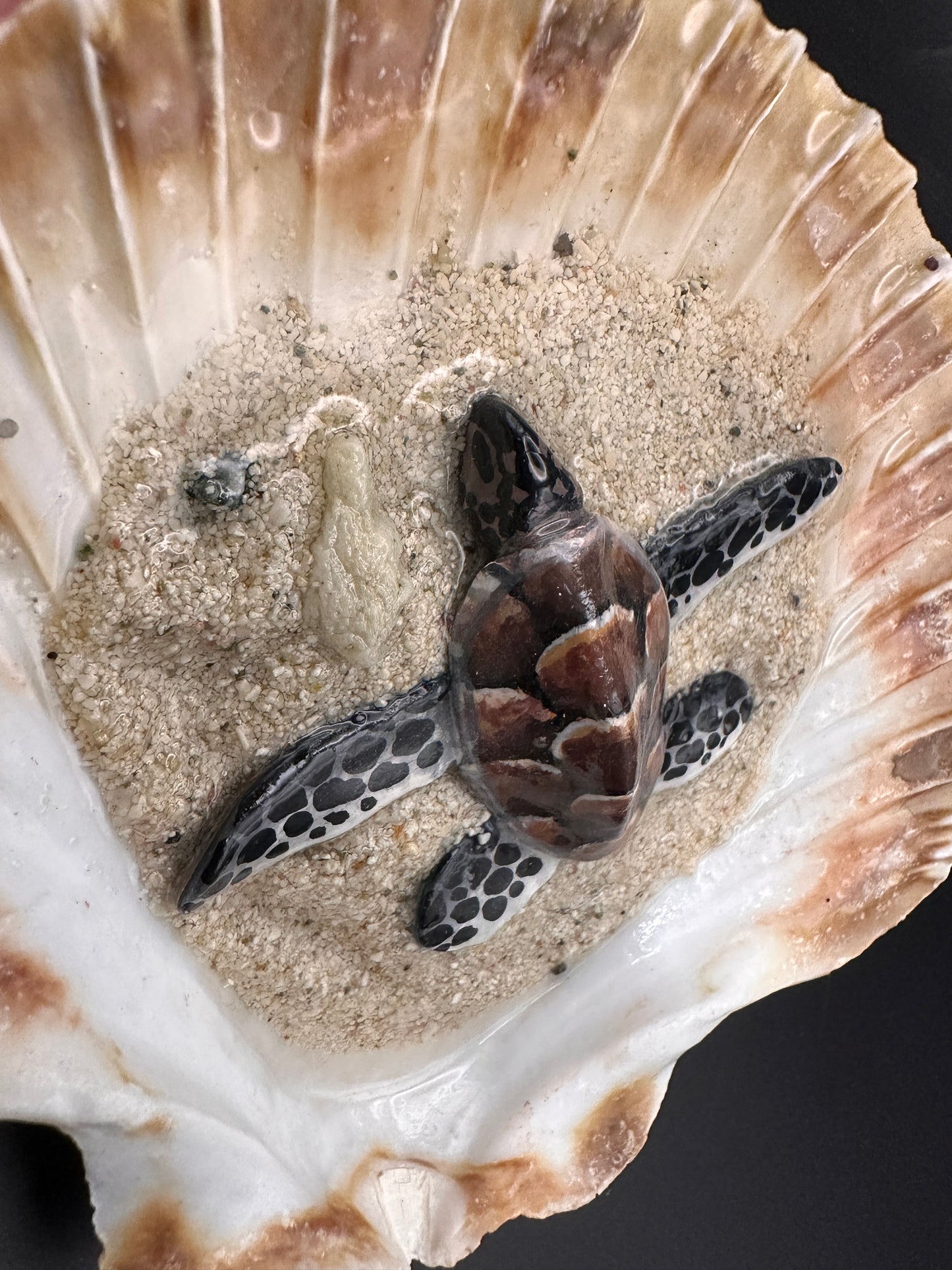 Sea turtle in a Shell