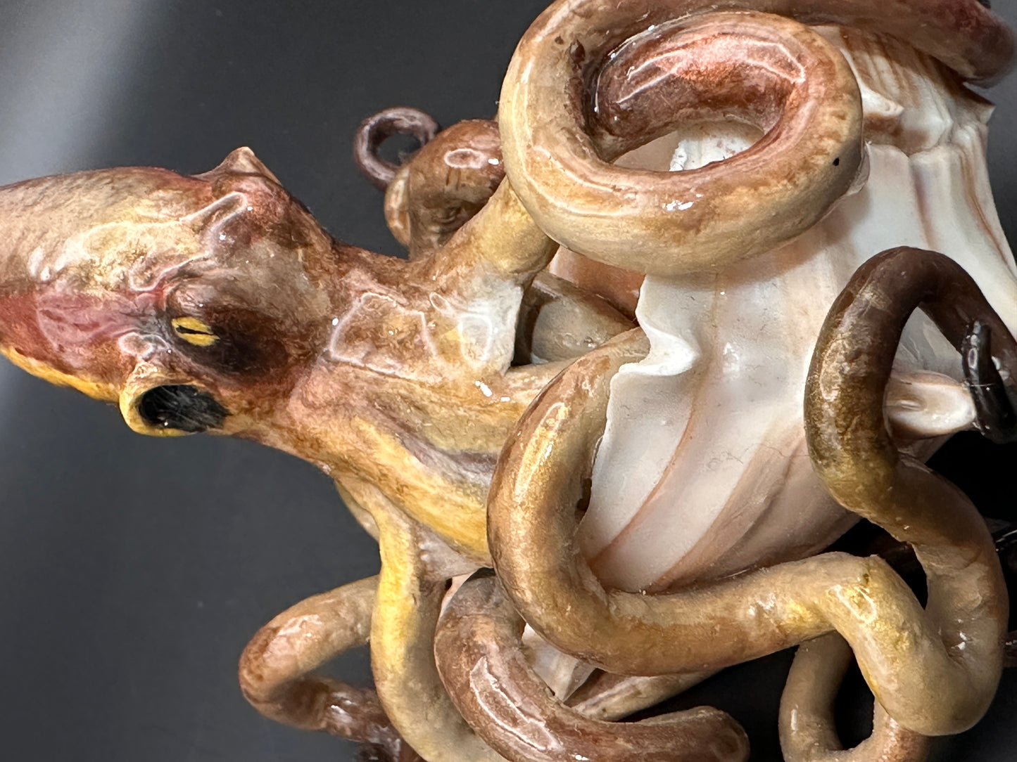 Octopus and the Shell