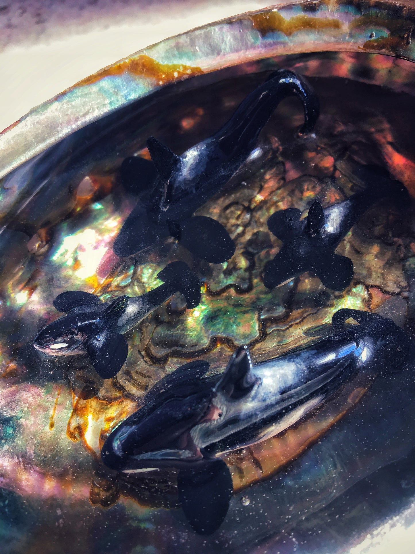 Orcas in an Abalone shell