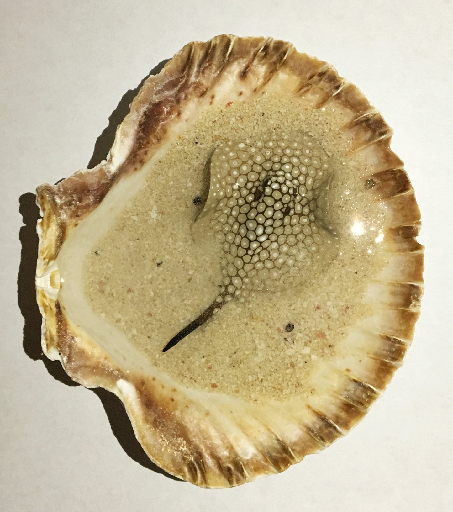 Single Spotted Stingray in a Scalloped Shell