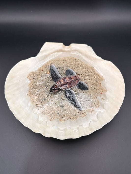Sea Turtle in a Scalloped Shell