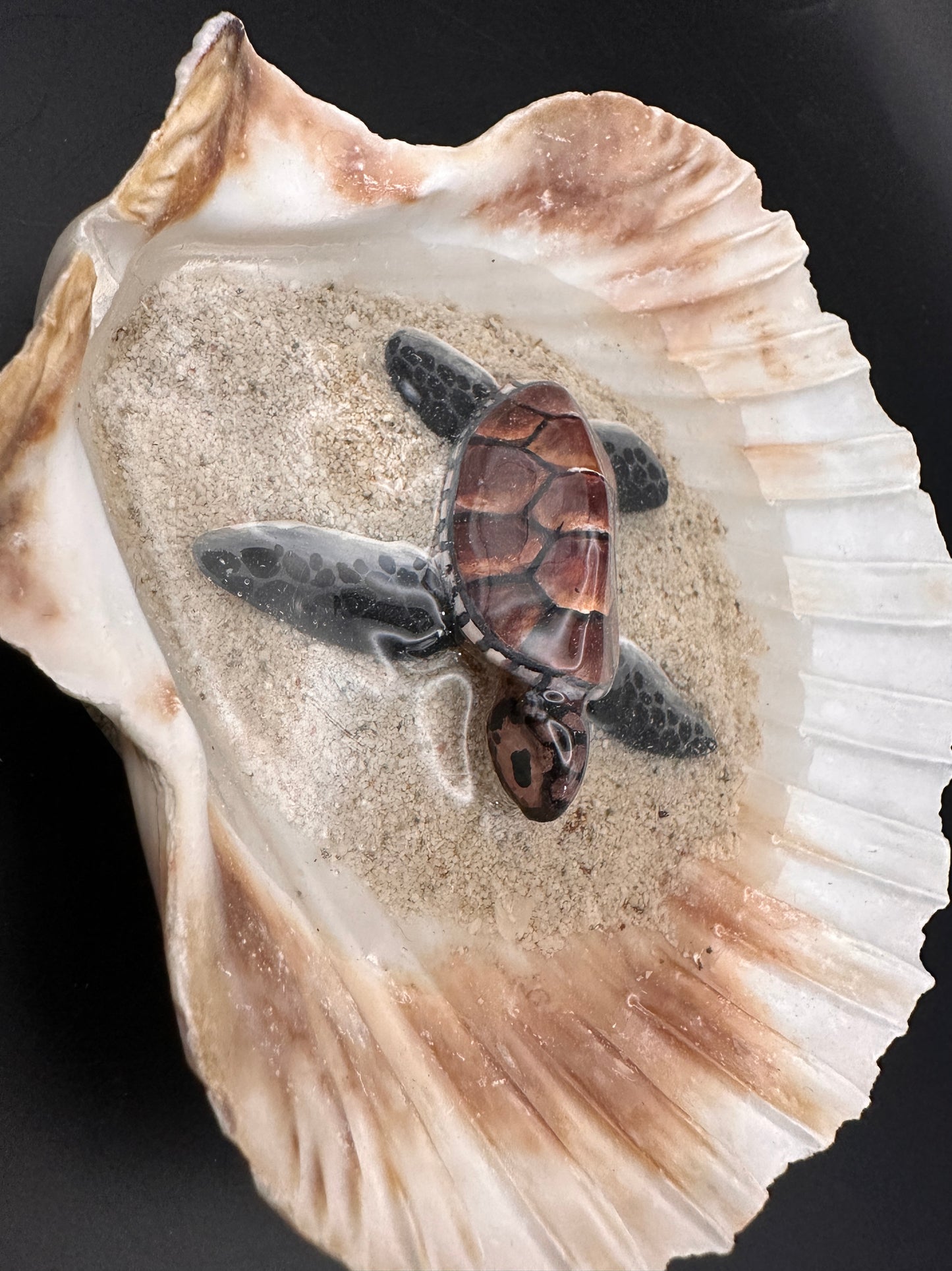 Sea turtle in a Shell