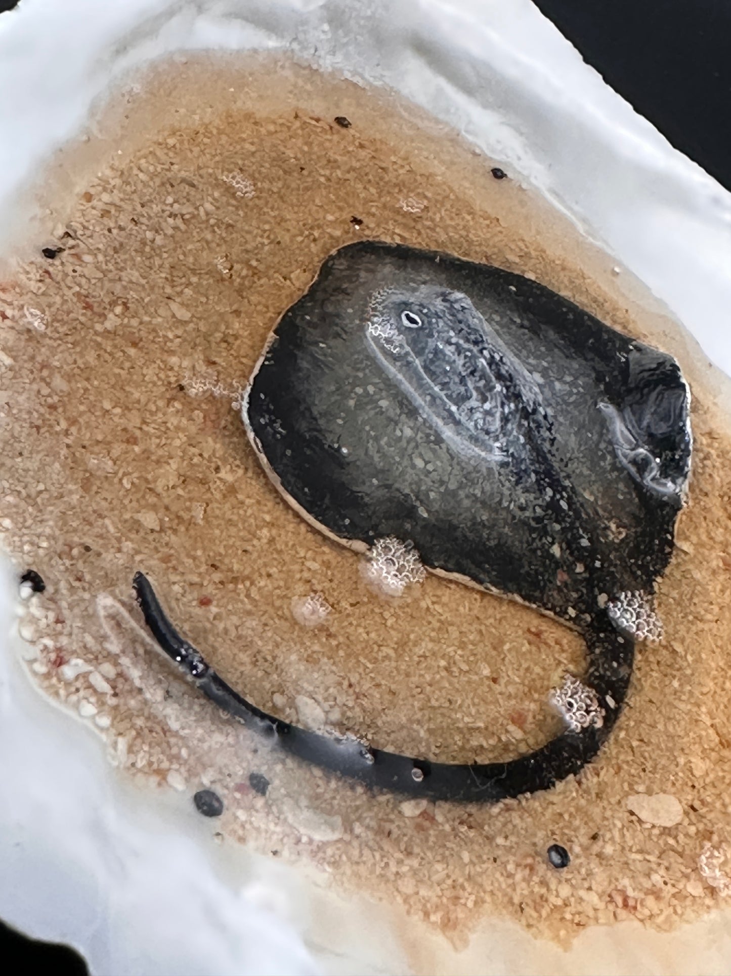 Stingray in a Scalloped shell