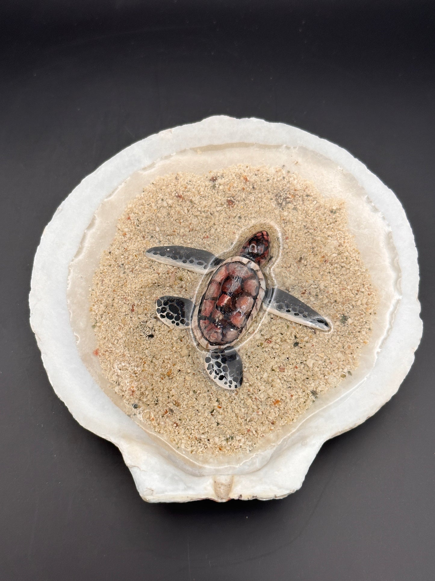 Sea turtle in a Shell